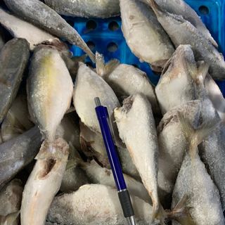 Cá bạc má CĐLS - Size 16/20 con/kg