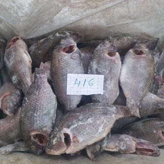 Cá rô phi LS  - Size 4/6 & 6/8  & 8/12 con/kg