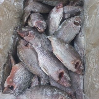 Cá rô phi LS - Size 4/6 & 6/8 & 8/12 con/kg