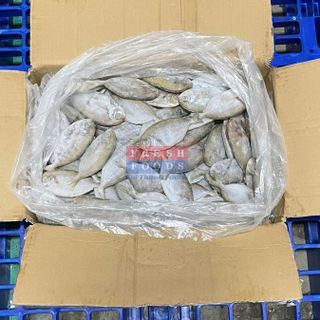 Cá tín, Cá Liệt  - Size 8/10 & 10/12