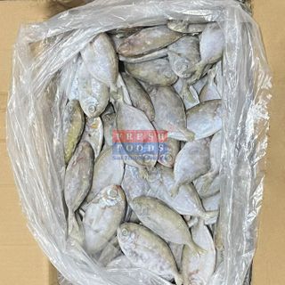Cá tín, Cá Liệt  - Size 8/10 & 10/12
