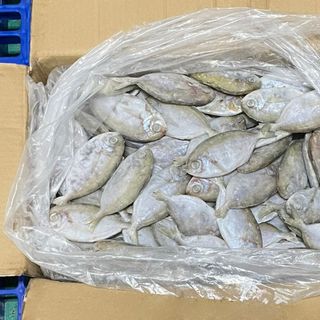 Cá tín, Cá Liệt  - Size 8/10 & 10/12