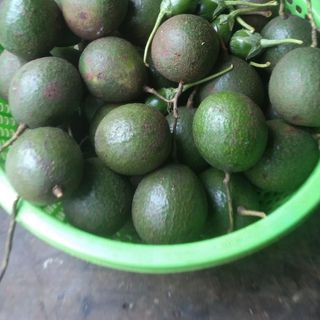 Bơ booth Đăk Lăk (1kg /5k)