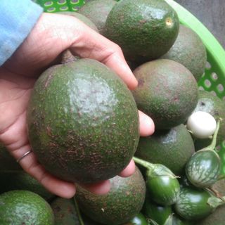Bơ booth Đăk Lăk (1kg /5k)