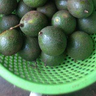 Bơ booth Đăk Lăk (1kg /5k)