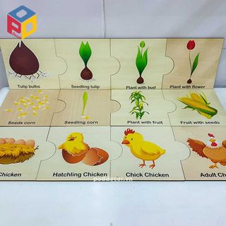 Bộ đồ chơi khám phá khoa học Vòng đời sinh trưởng động thực vật LC02 hình vuông