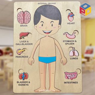 Giáo cụ Montessori Mô Hình Nội Tạng Người - Khám Phá Khoa Học cho trẻ mần non tiểu học