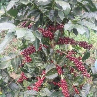 Hạt giống cÀ phê chuẩn f1