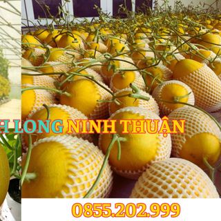 Dưa Lưới Huỳnh Long Ninh Thuận - Du Long Farm