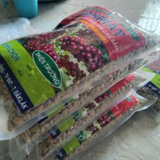 Hạt giống cà phê lá xoài