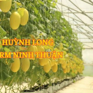 Dưa Lưới Huỳnh Long Ninh Thuận - Du Long Farm giá sỉ