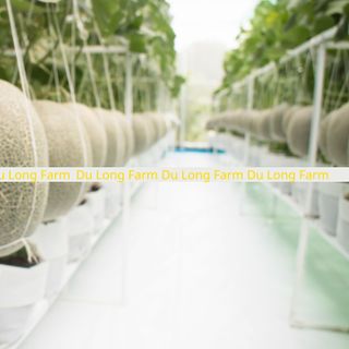 Dưa Lưới Đế Mật Ninh Thuận - Du Long Farm