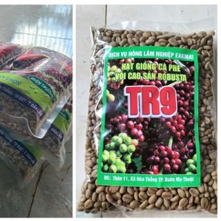 Hạt giống cà phê TR9