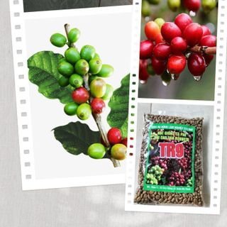 Hạt giống cà phê TR9