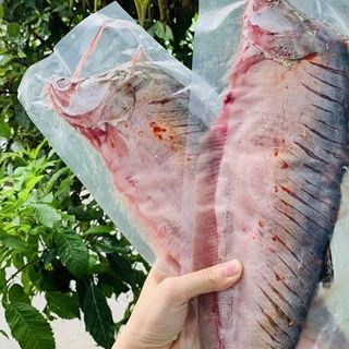 CÁ THÁT LÁT RÚT XƯƠNG