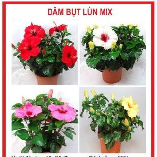 Hạt giống hoa dâm bụt lùn mix nhiều màu 3 tháng có hoa
