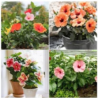 Hạt giống hoa dâm bụt lùn mix nhiều màu 3 tháng có hoa