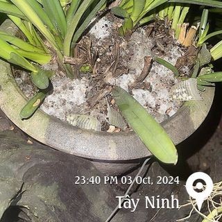 Phân bón bánh dầu hạt cao su + vi sinh
