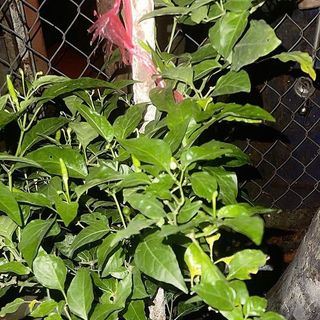 Phân bón bánh dầu hạt cao su + vi sinh