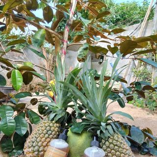 Nước rửa chén sinh học là gì? Khác gì so với nước rửa chén thông thường
