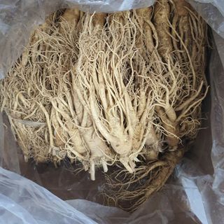 Sâm hầm gà ( baby 25- 30 củ/kg)