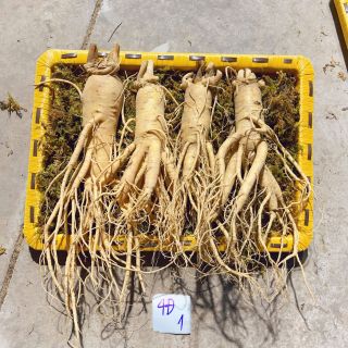 Sâm tươi Hàn Quốc - 4 củ/kg