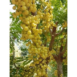 Chùm Ruột Ngào đường hủ 500g