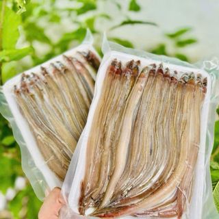 CÁ SỤN SỊN