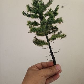 Cây xanh mini handmade