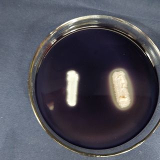 NGUYÊN LIỆU Enzyme Protease 5.000 ui/g, 5kg