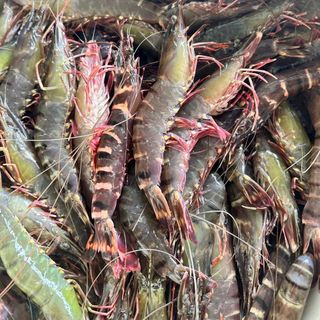 Tôm sú cồ 10-12 con 1kg