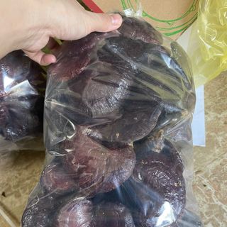 Nấm lim xanh chuẩn rừng