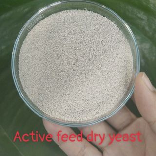 ACTIVE FEED FRY YEAST – Nấm men đậm đặc