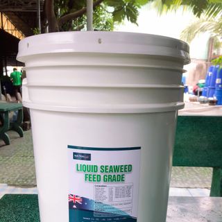 LIQUID SEAWEED FEED GRADE – Chiết xuất 100% từ tảo biển hữu cơ – Mang đến nguồn thức ăn tự nhiên