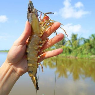 Tìm đại lý, nhà phân phối, CVT phân phối thuốc thú y - thuỷ sản