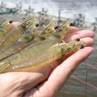 Tìm đại lý, nhà phân phối, CVT phân phối thuốc thú y - thuỷ sản