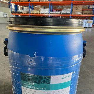 BACILLUS COAGULANS – lợi khuẩn kỵ khí có khả năng tồn tại và sinh trưởng cao, được ứng dụng rộng rãi trong nuôi trồng thủy sản