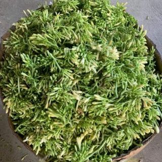Bông đu đủ đực khô
