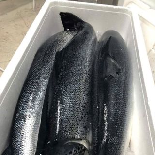 CÁ HỒI TƯƠI NAUY NGUYÊN CON