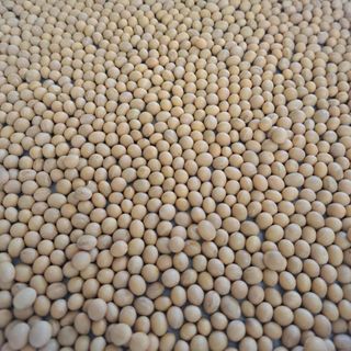 Đậu Nành Canada Không Biến Đổi Gen (Non-GMO)