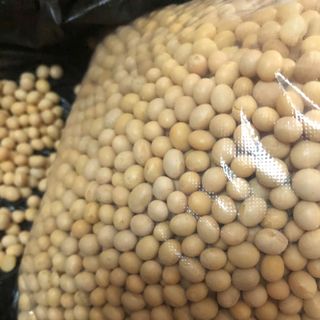 Đậu Nành Canada Không Biến Đổi Gen (Non-GMO)