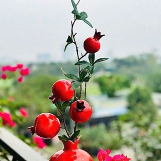 BÌNH SỨ KÈM CÀNH LỰU ĐỎ ĐEM LẠI SỨC SỐNG CHO CẢ CĂN NHÀ