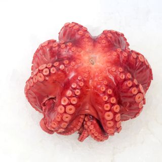 BẠCH TUỘC SASHIMI