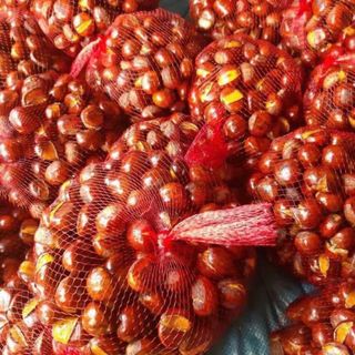 Hạt dẻ cao bằng sống