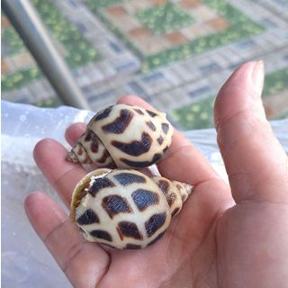 ỐC HƯƠNG BIỂN