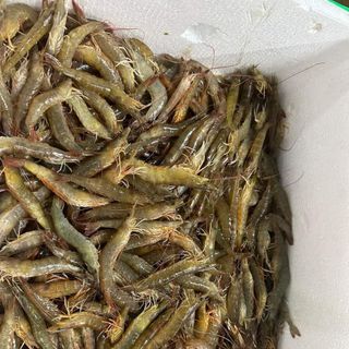TÔM ĐẤT THIÊN NHIÊN CÀ MAU