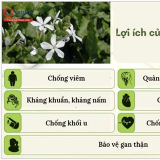 Bạch hoa xà khô
