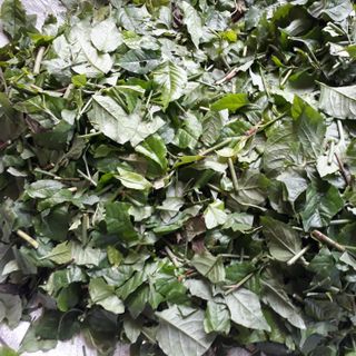 Bạch hoa xà khô