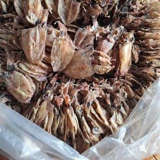 Mực Đồng Tiền