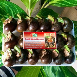 Ốc nhồi thịt loại lớn đặc biệt vỉ 18 con